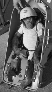 A photo of Ham the Astrochimp